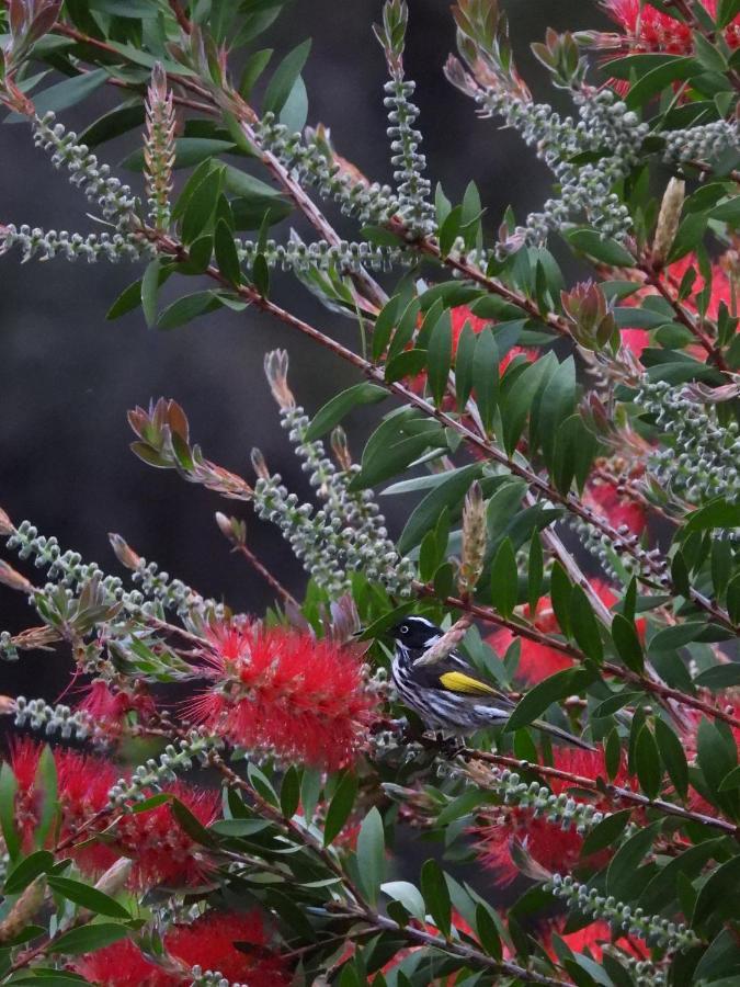 Cape Howe Cottages Lowlands Eksteriør bilde